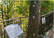 1·21 사태 소나무