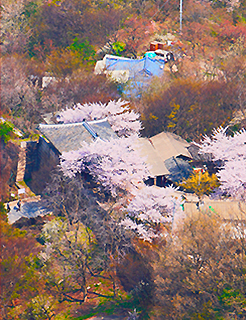 북한산의 봄